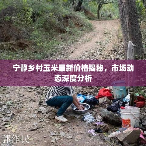寧靜鄉(xiāng)村玉米最新價格揭秘，市場動態(tài)深度分析