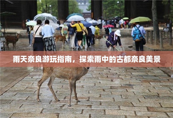 雨天奈良游玩指南，探索雨中的古都奈良美景