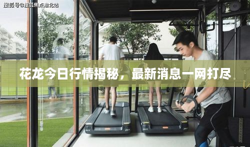 花龍今日行情揭秘，最新消息一網(wǎng)打盡