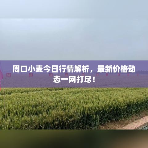 周口小麥今日行情解析，最新價(jià)格動(dòng)態(tài)一網(wǎng)打盡！