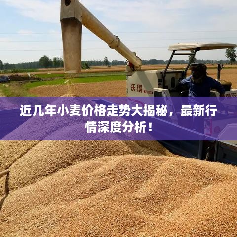 近幾年小麥價(jià)格走勢大揭秘，最新行情深度分析！