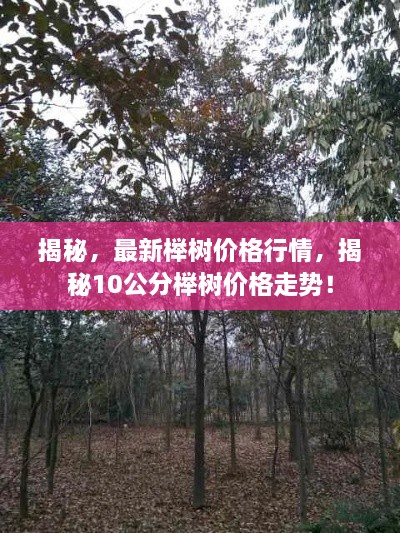 揭秘，最新櫸樹價(jià)格行情，揭秘10公分櫸樹價(jià)格走勢！