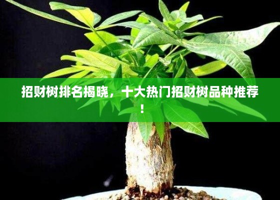 招財樹排名揭曉，十大熱門招財樹品種推薦！