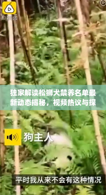 獨(dú)家解讀松獅犬禁養(yǎng)名單最新動(dòng)態(tài)揭秘，視頻熱議與探討