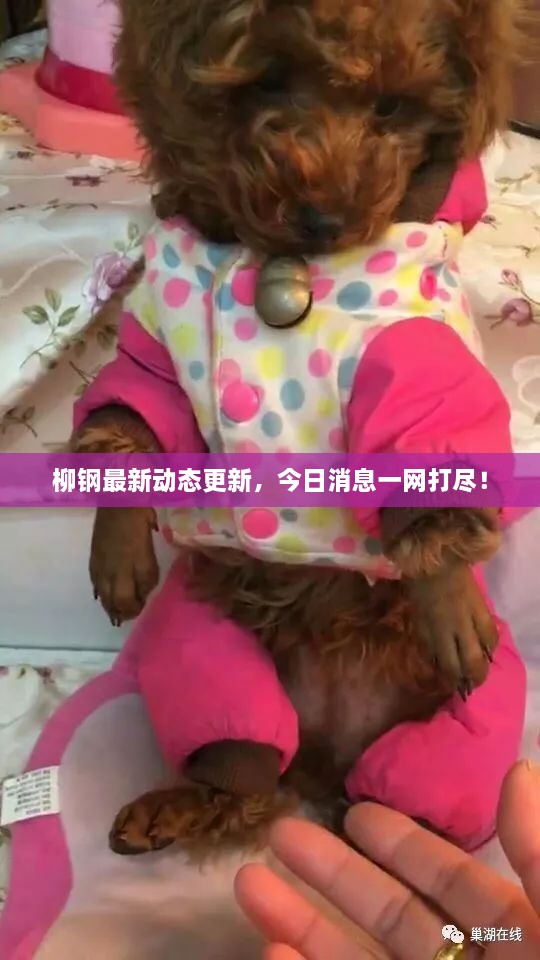 柳鋼最新動(dòng)態(tài)更新，今日消息一網(wǎng)打盡！