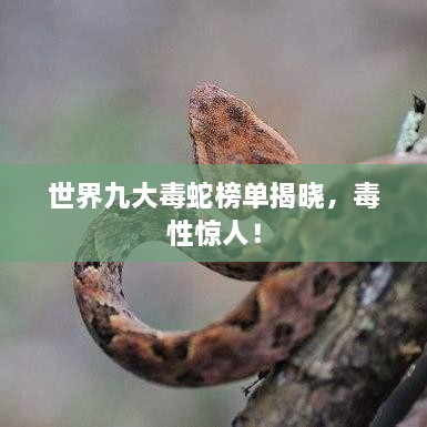 世界九大毒蛇榜單揭曉，毒性驚人！