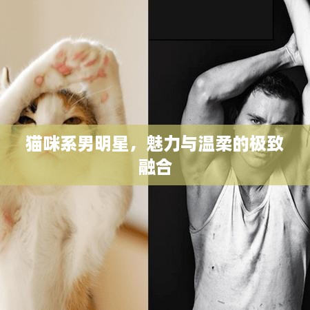 貓咪系男明星，魅力與溫柔的極致融合