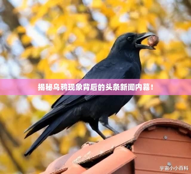 揭秘烏鴉現(xiàn)象背后的頭條新聞內(nèi)幕！