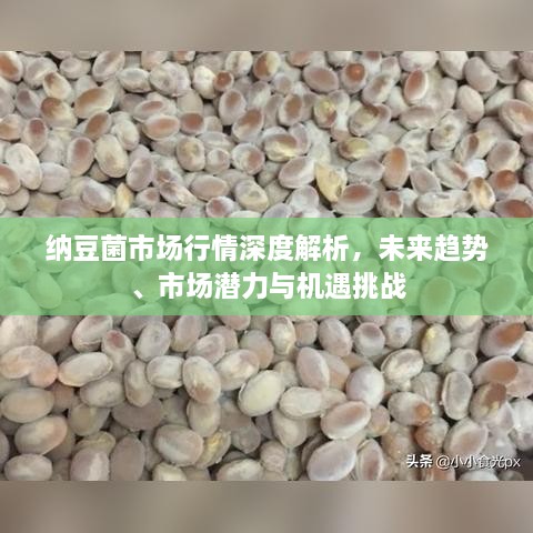 納豆菌市場(chǎng)行情深度解析，未來(lái)趨勢(shì)、市場(chǎng)潛力與機(jī)遇挑戰(zhàn)