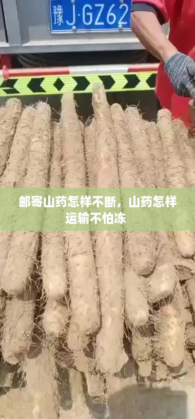 郵寄山藥怎樣不斷，山藥怎樣運(yùn)輸不怕凍 