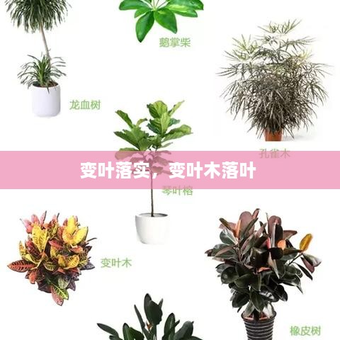 變?nèi)~落實(shí)，變?nèi)~木落葉 