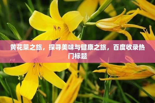 黃花菜之旅，探尋美味與健康之旅，百度收錄熱門標(biāo)題