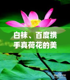 白襪、百度攜手真荷花的美麗奇緣