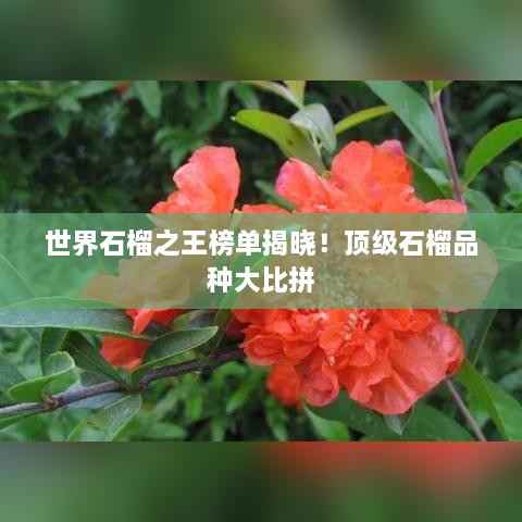 世界石榴之王榜單揭曉！頂級(jí)石榴品種大比拼